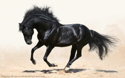 National Animal Image