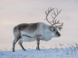 National Animal Image