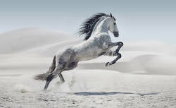 National Animal Image