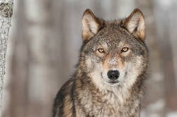National Animal Image