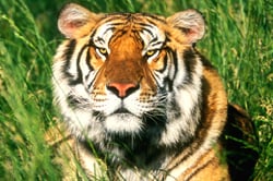 National Animal Image