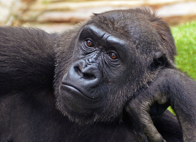 Linus the gorilla caught after escaping their enclosure for four hours