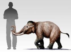 National Animal Image