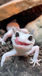 National Animal Image