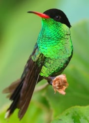 National Animal Image