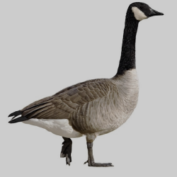 National Animal Image
