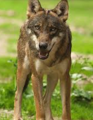 National Animal Image