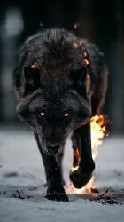 National Animal Image