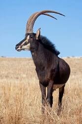 National Animal Image