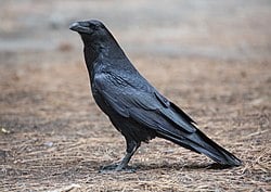 National Animal Image