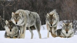 National Animal Image