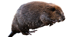 National Animal Image