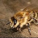 National Animal Image
