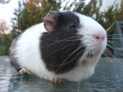 National Animal Image