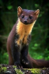 National Animal Image