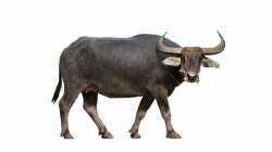 National Animal Image