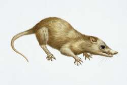 National Animal Image