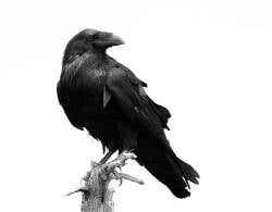 National Animal Image