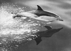 National Animal Image