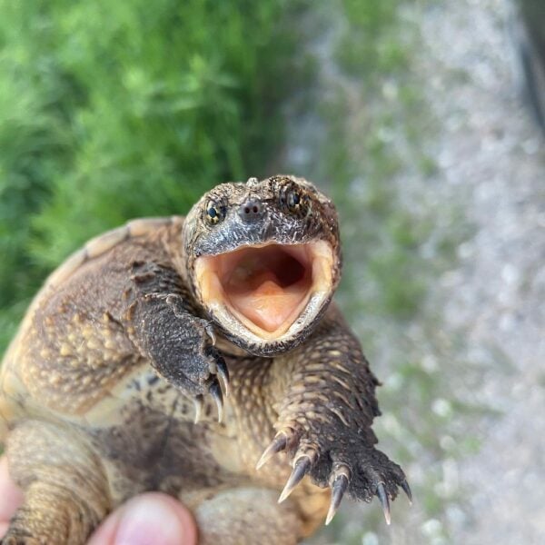 Turtle escapes zoo outruns tanks and destroy 2 fighter jets