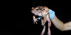 National Animal Image