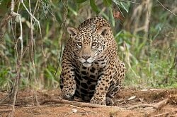 National Animal Image