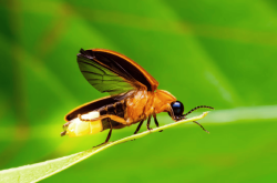 National Animal Image