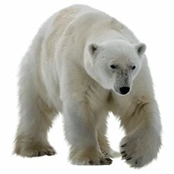 National Animal Image