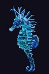 National Animal Image