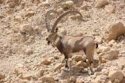 National Animal Image