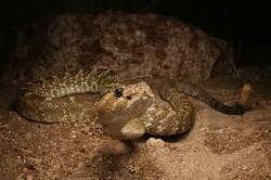 National Animal Image