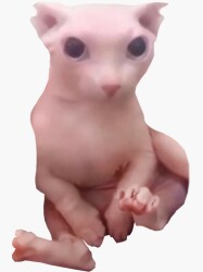 National Animal Image