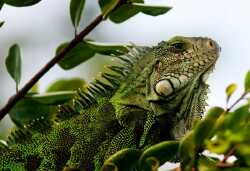 National Animal Image
