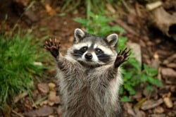 National Animal Image
