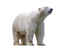 National Animal Image
