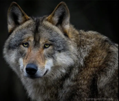 National Animal Image