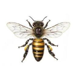 National Animal Image