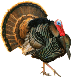 National Animal Image