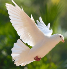 National Animal Image