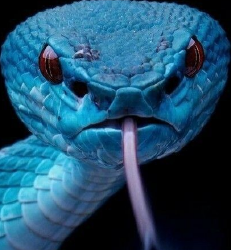 National Animal Image