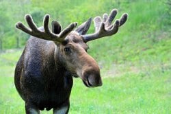 National Animal Image