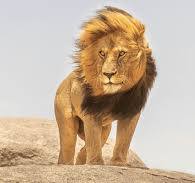 National Animal Image