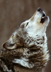 National Animal Image