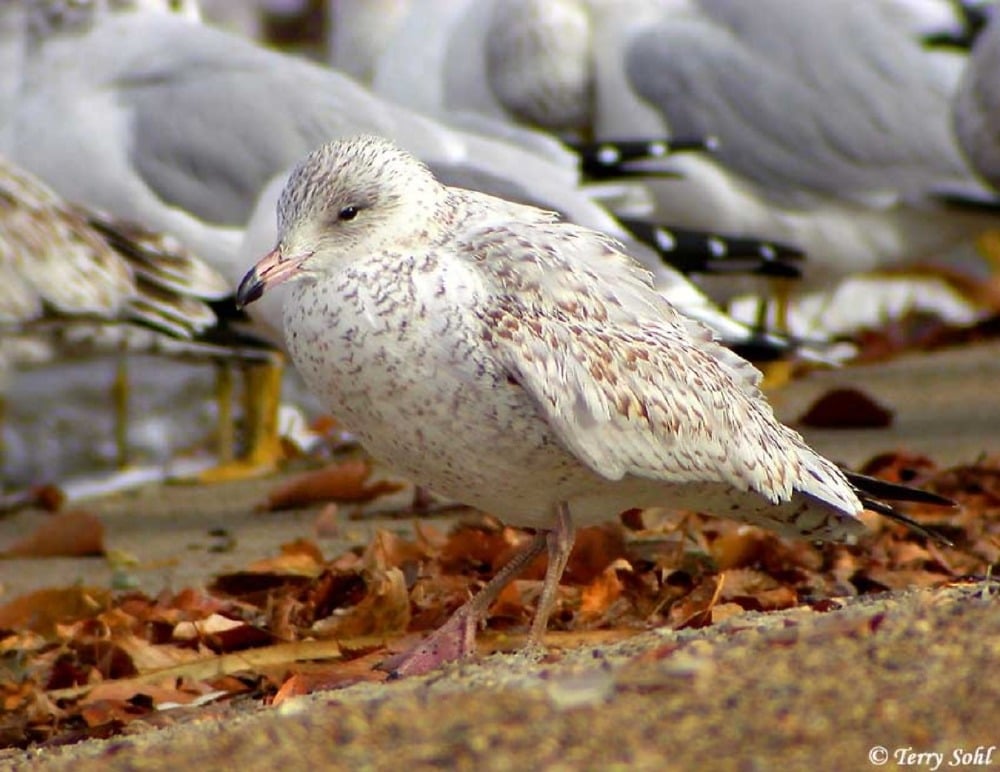 Why everyone should feed seagulls at the seaside