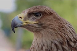 National Animal Image