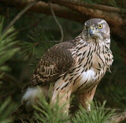 National Animal Image