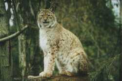 National Animal Image