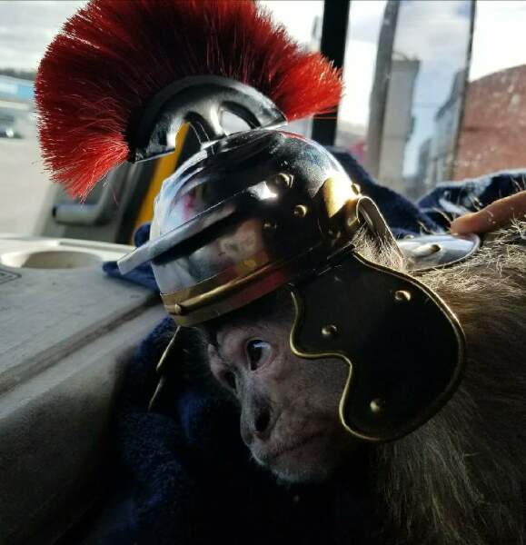Aureliana receive Monkey from New Argentina 