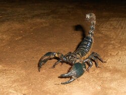 National Animal Image