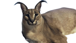 National Animal Image